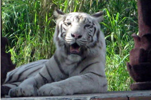 �o�����ŃA�t���J�̌�